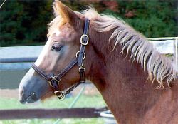 Black Swan's Lady Guinivere